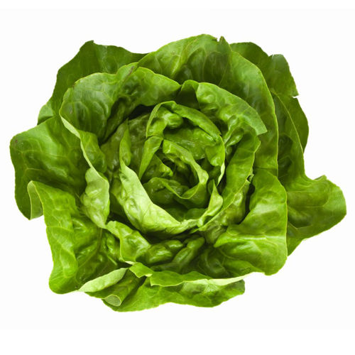 Buy Boston Lettuce Online