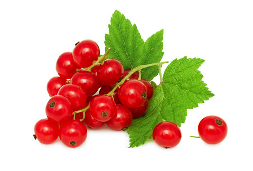 Buy Red Currant Online