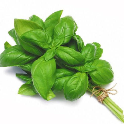 Buy Basil Leaves Online