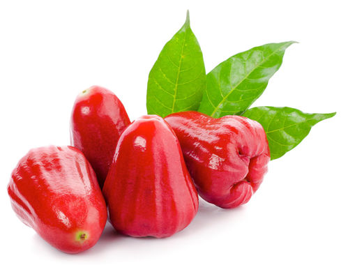 Buy Rose Apple Online