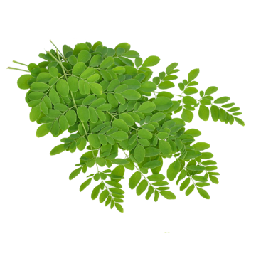 Buy Organic Moringa Leaves Online