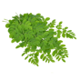Buy Organic Moringa Leaves Online