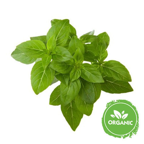 Buy Organic Basil Leaves Online