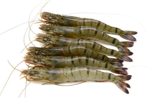 Buy Black Tiger Prawns Medium Online