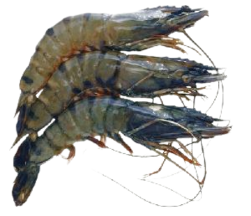 	Buy Black Tiger Prawns Jumbo Online