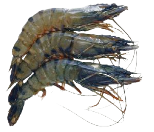 	Buy Black Tiger Prawns Jumbo Online