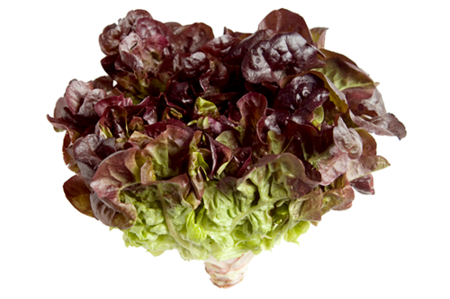 Buy Oakleaf Lettuce Online