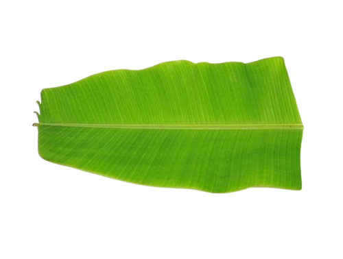 Buy Banana Leaf Online