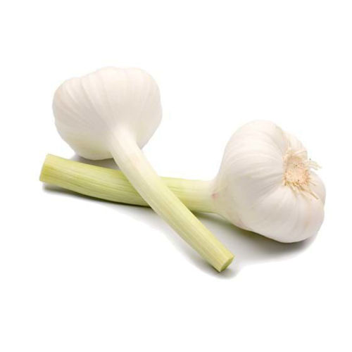 Picture of Garlic