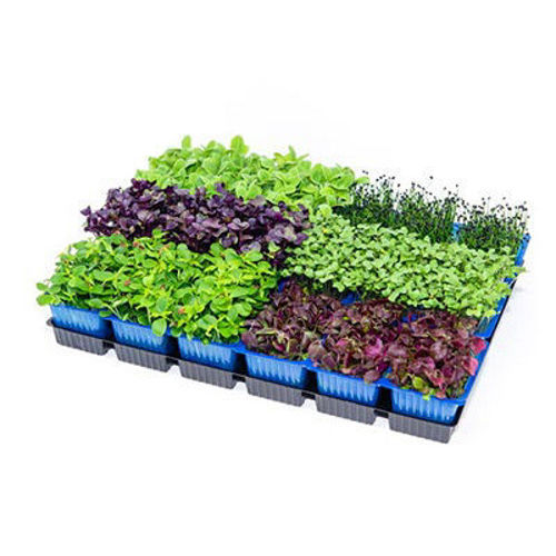 Buy Sakura Cress Mix Online