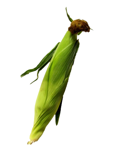 Picture of Sweet Corn  (Unpeeled)