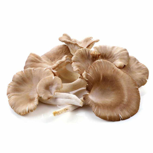 Buy Mushroom Oyster Online