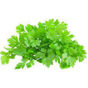 Picture of Parsley Cress 15g