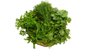 mix herbs shop online