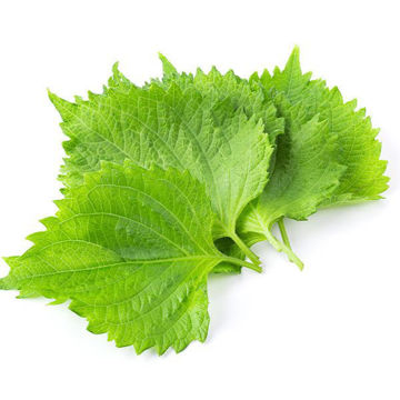 Picture of Shiso Leaves (Perilla)