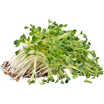 Picture of Alfalfa Sprout 125g