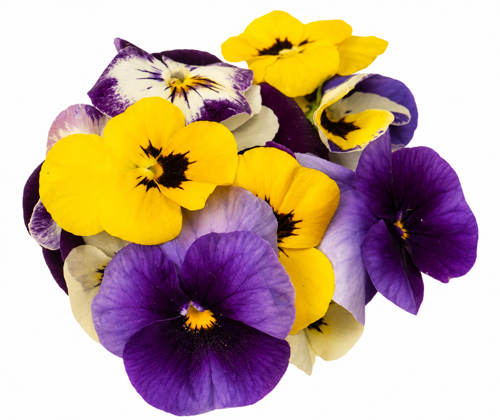 Picture of Edible Flower 12g