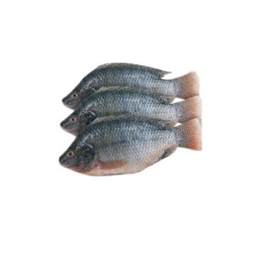 Picture of Frozen Tilapia Whole 400-600g